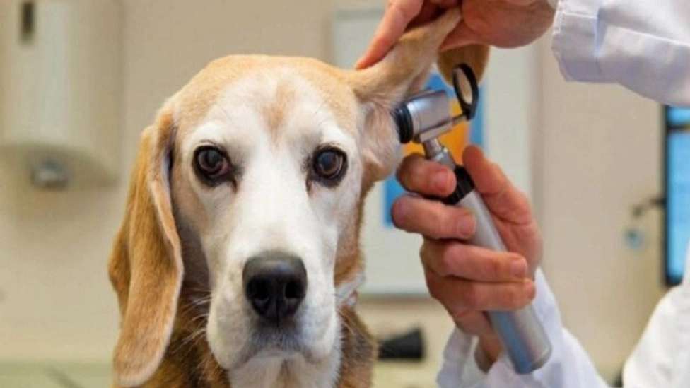 Shimba Pet Shop and Veterinary Clinic