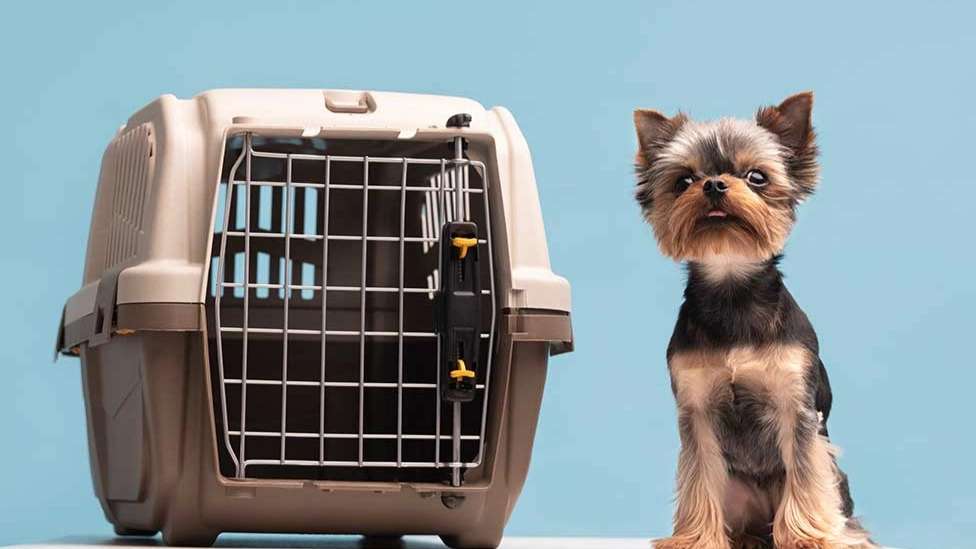 Shimba Pet Shop and Veterinary Clinic