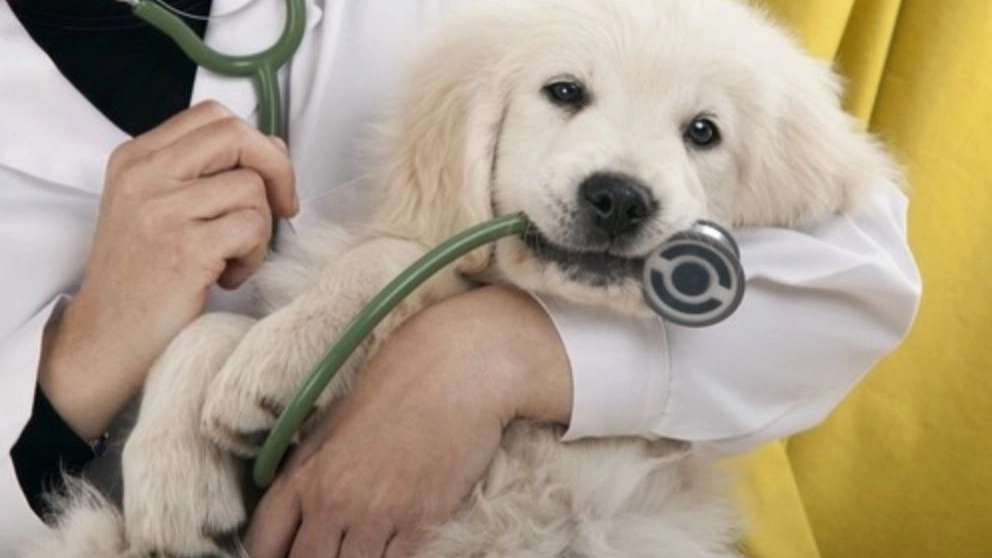 Simorgh Veterinary Clinic