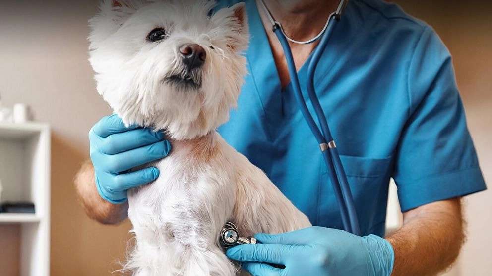Simorgh Veterinary Clinic