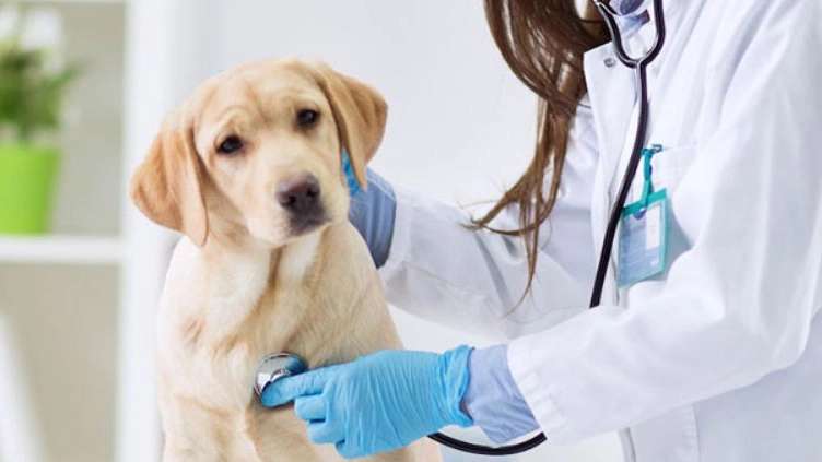 Simorgh Veterinary Clinic