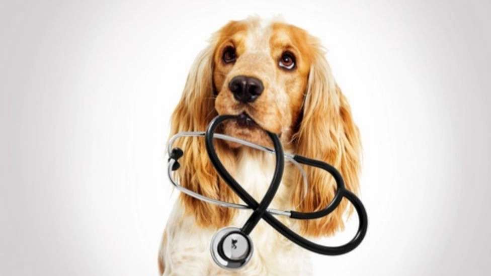 Simorgh Veterinary Clinic