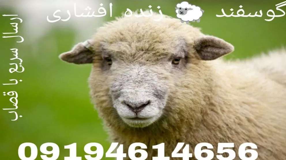 افشاري خروف حي