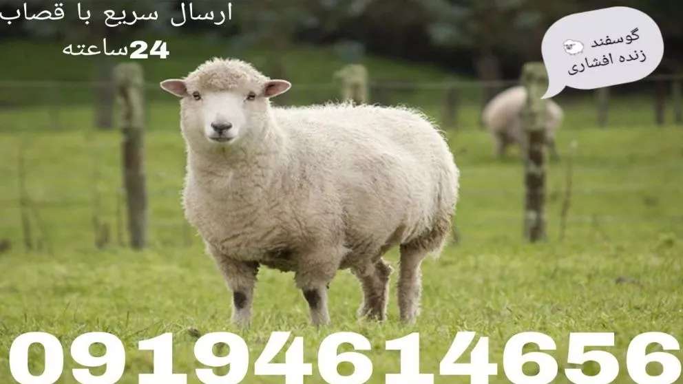افشاري خروف حي