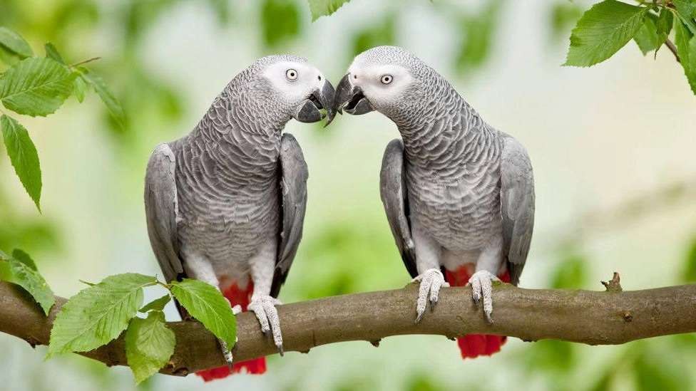 Ghasemi meat and ornamental birds
