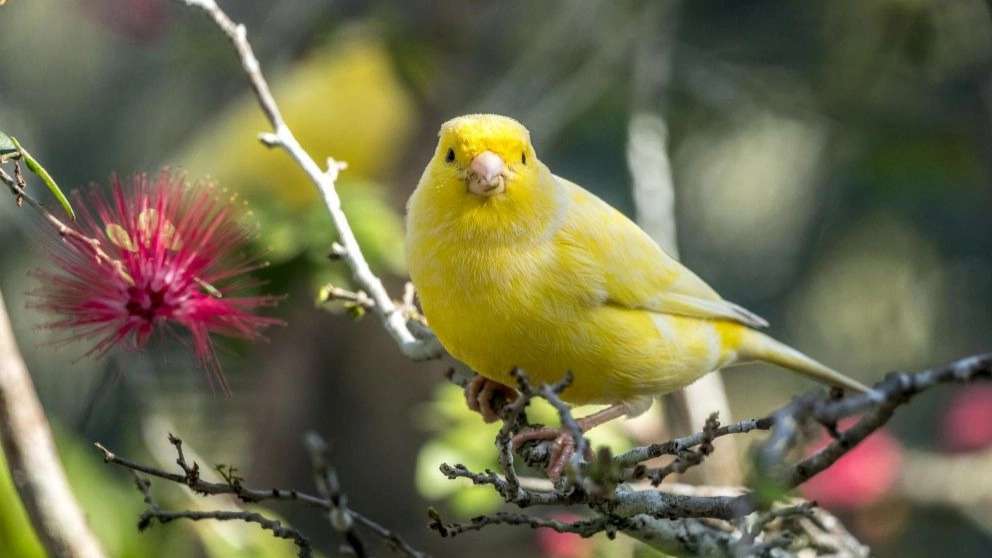 Ghasemi meat and ornamental birds