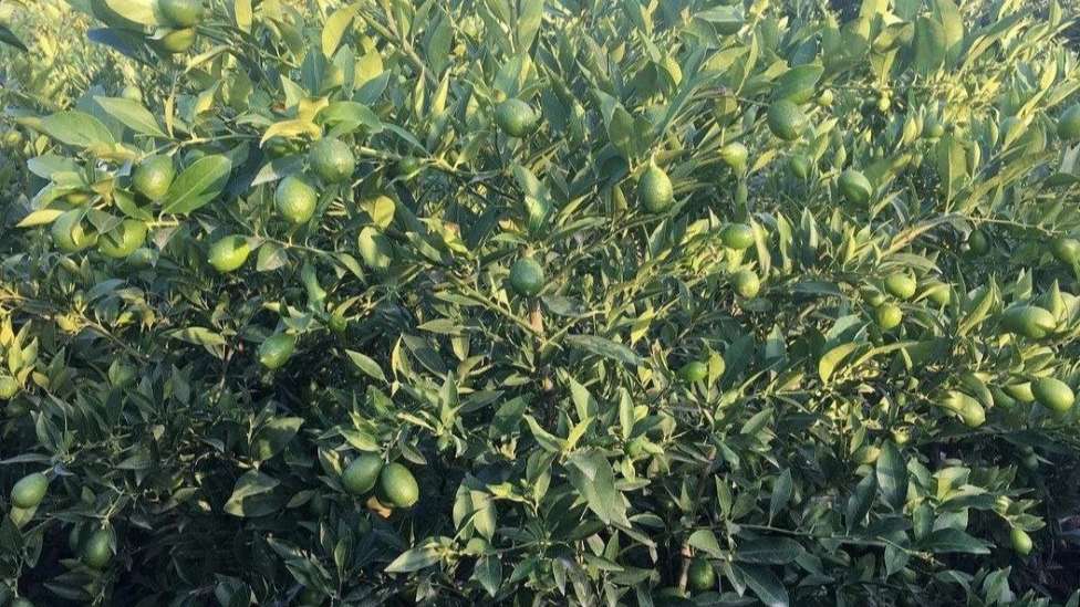 Khalili Nursery