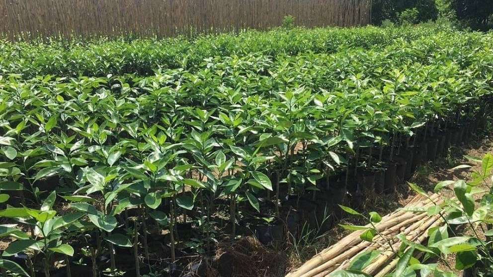 Khalili Nursery