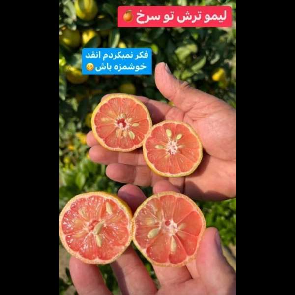 1706523449050.webp