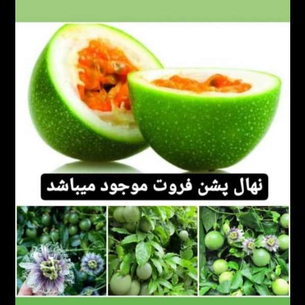 1706523497531.webp