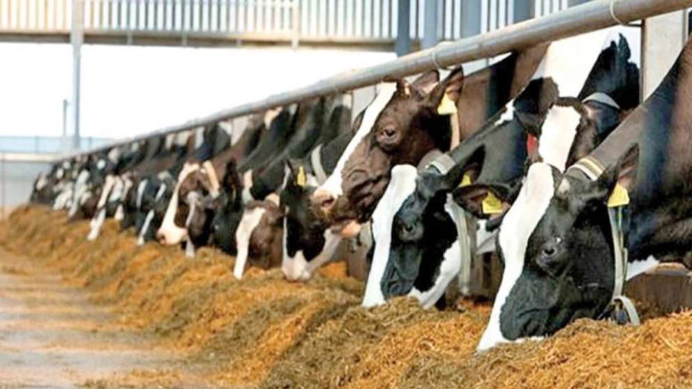 Livestock fodder dregs