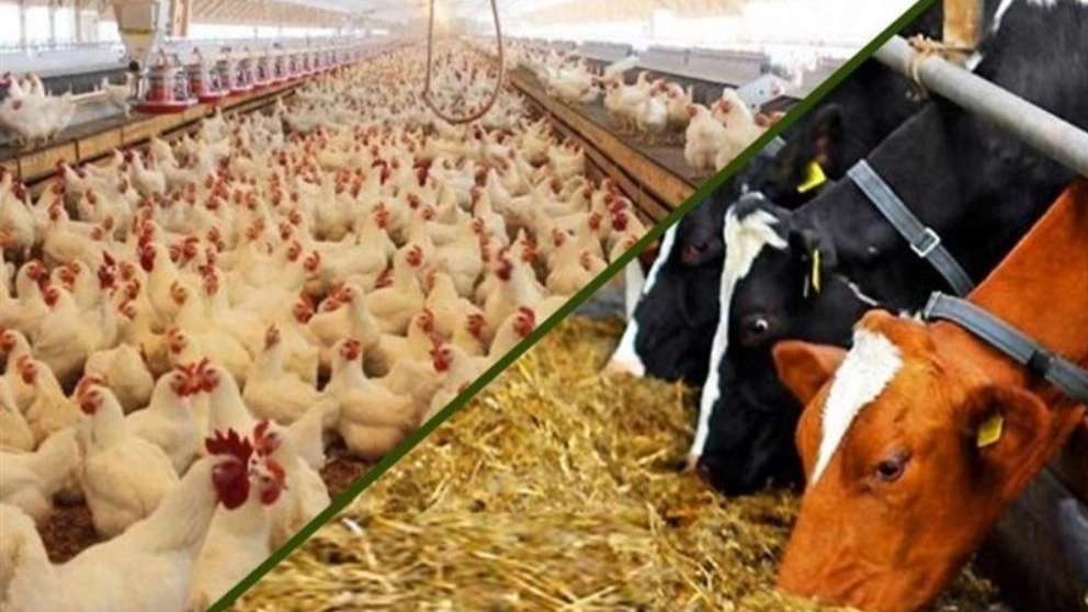 Livestock and poultry feed