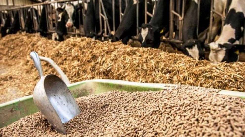 Livestock and poultry feed