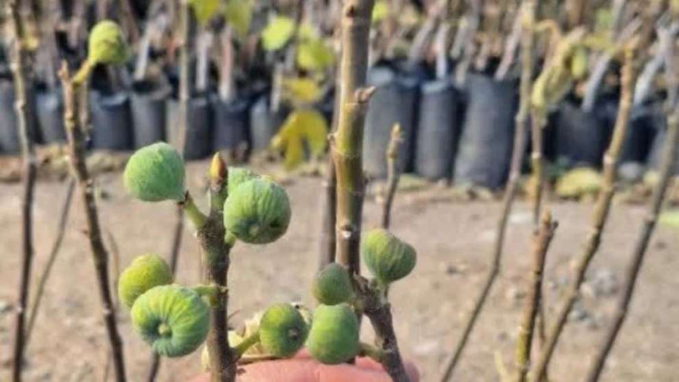 Shamshiri Nursery