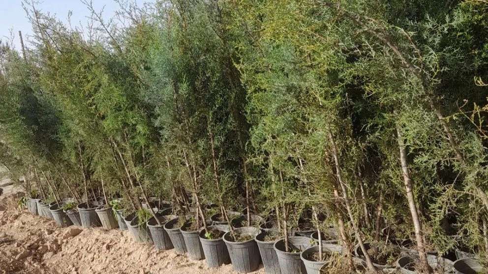 Shamshiri Nursery