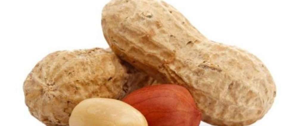تصدير الفول السوداني الحيدري