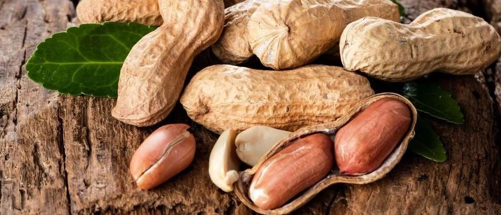 تصدير الفول السوداني الحيدري