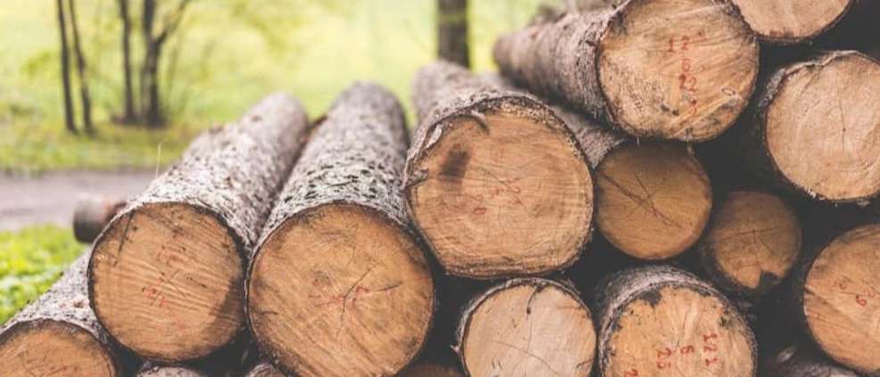 Buying and selling Ghasemi fir wood