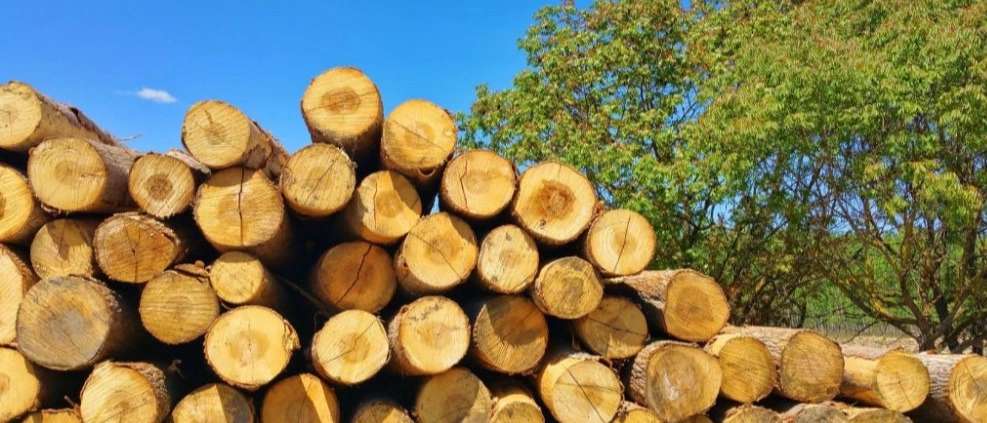 Buying and selling Ghasemi fir wood