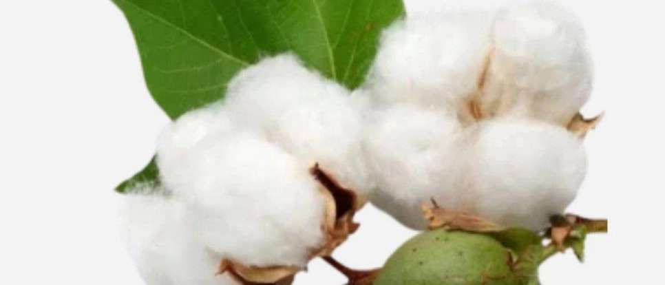 Khorasan cotton mills