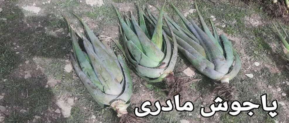 Selling Aloe Vera Abbaszadeh