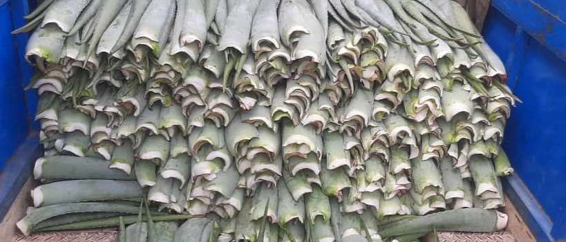 Production and sale of aloe vera
