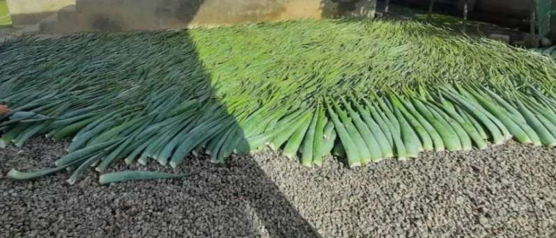 Production and sale of aloe vera