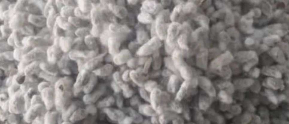 1st grade cotton seeds and loose cotton