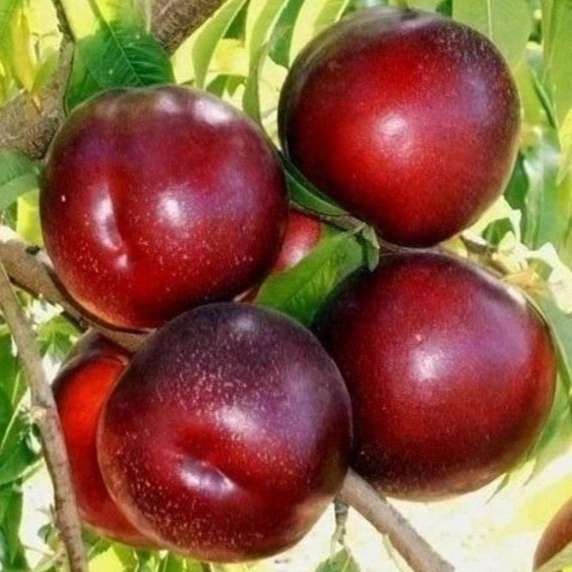 1714896554500.webp