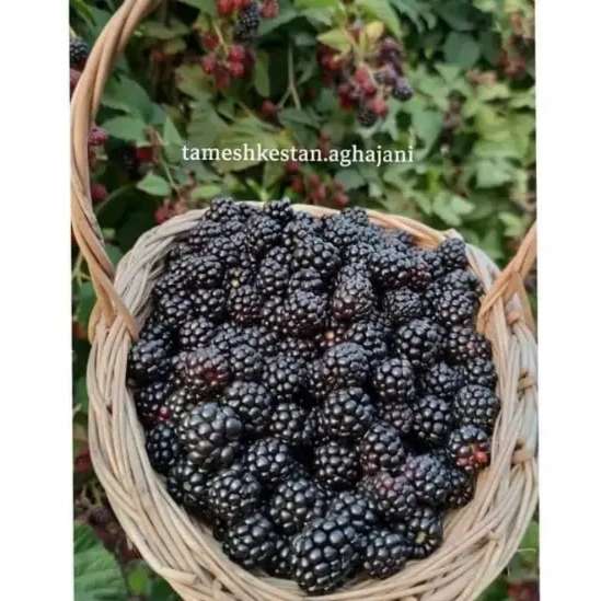 1715078493650.webp