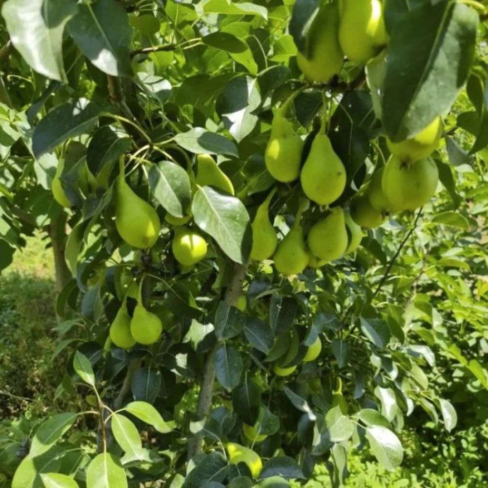 1733990737431.webp