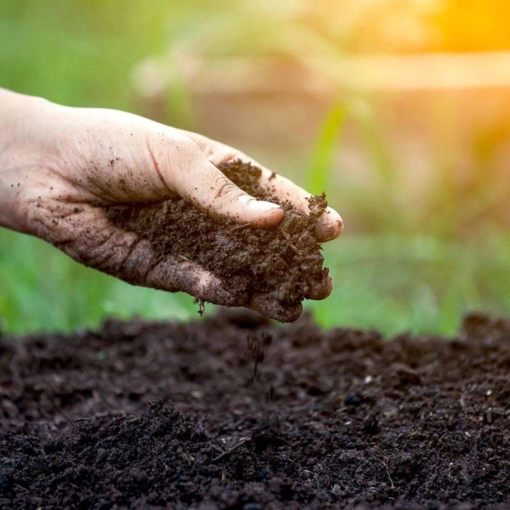 1734337011056.webp