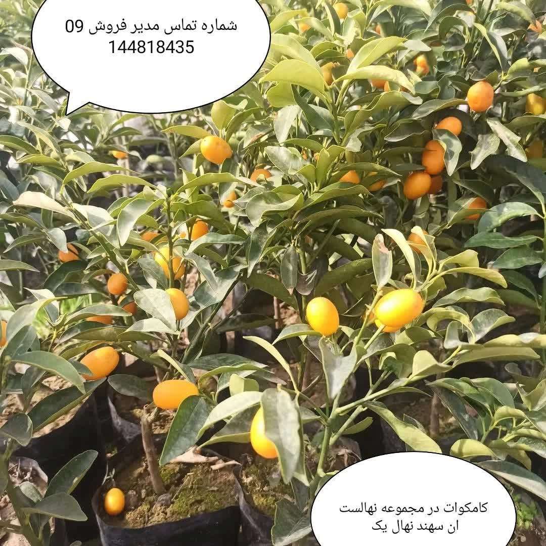 1770545763342.webp