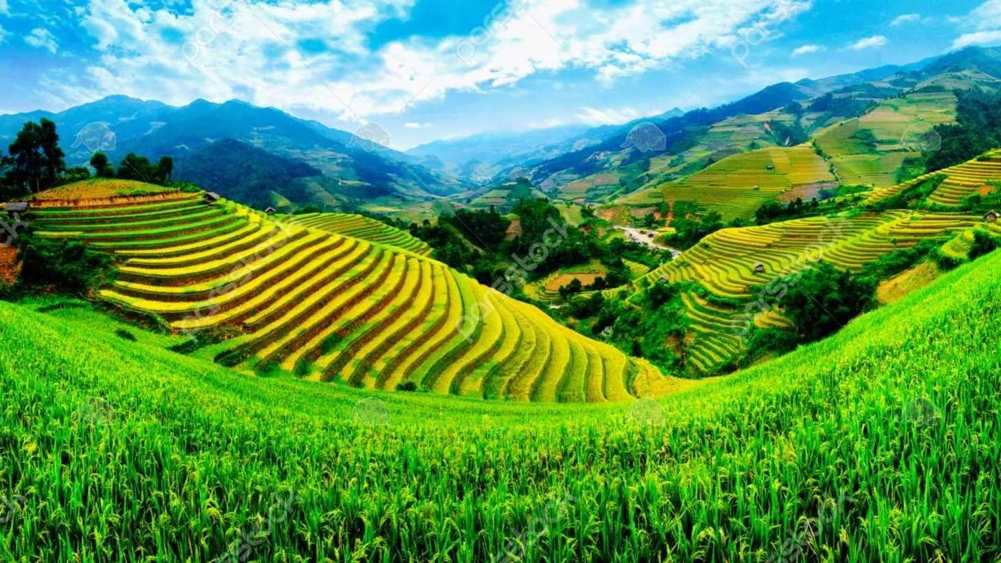 Beautiful rice fields