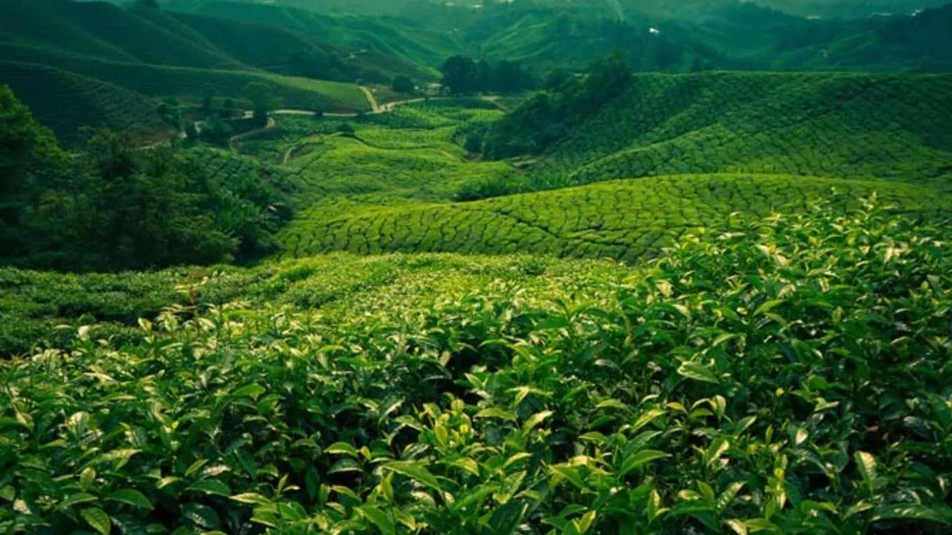 Gilan tea