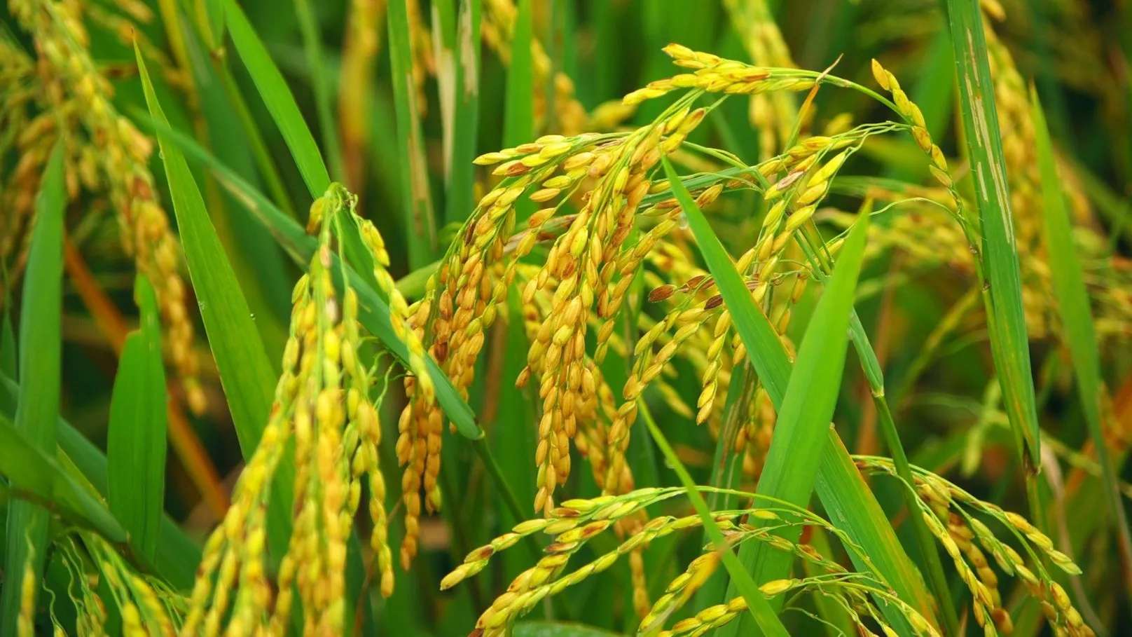 Adli rice trading