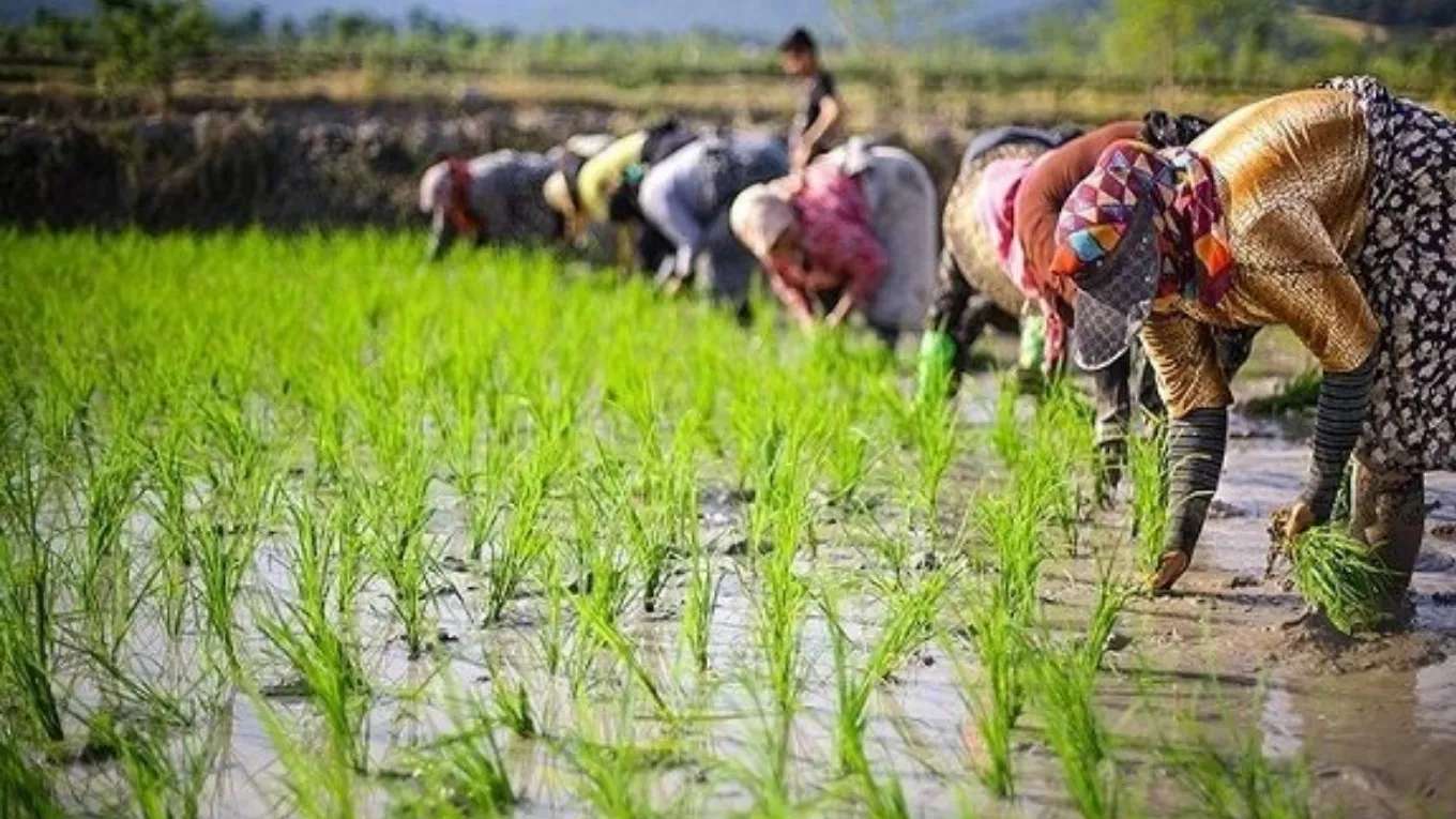 High quality Iranian rice