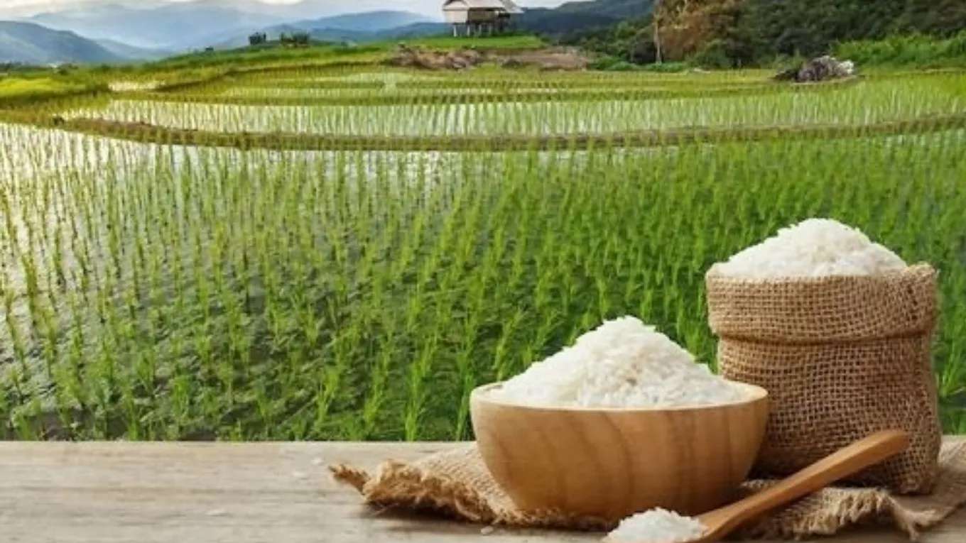 Adli rice trading