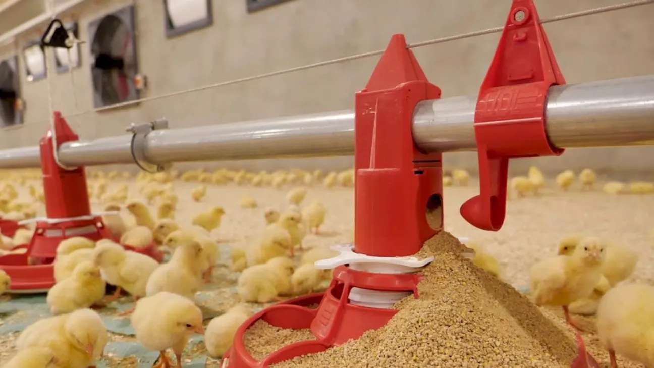 Faqih Lou's Poultry Facility