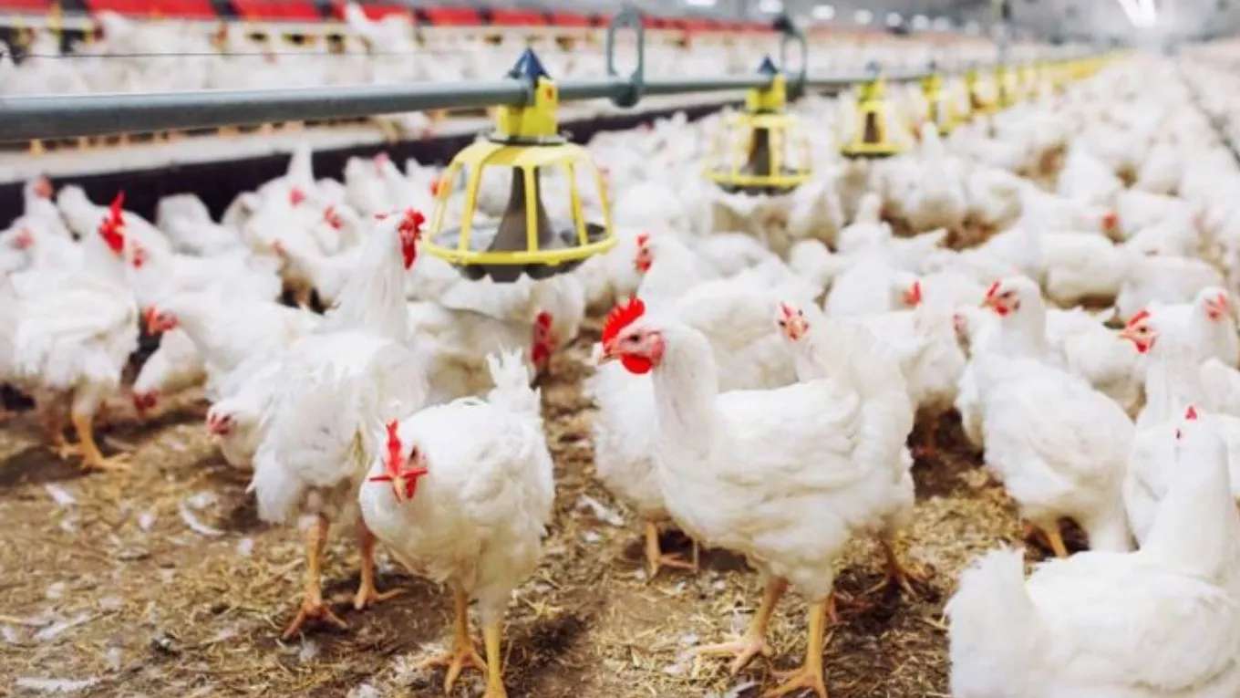 Faqih Lou's Poultry Facility