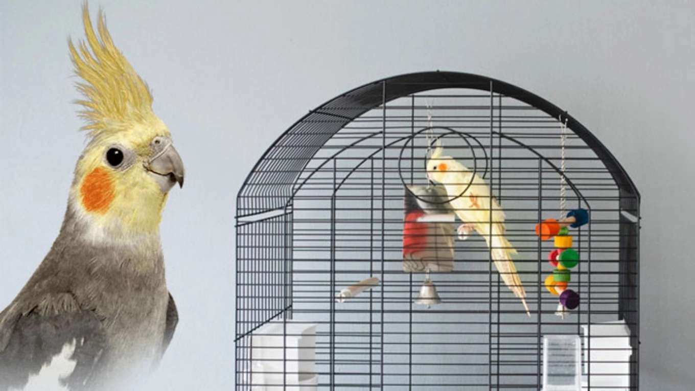 Bird cage production