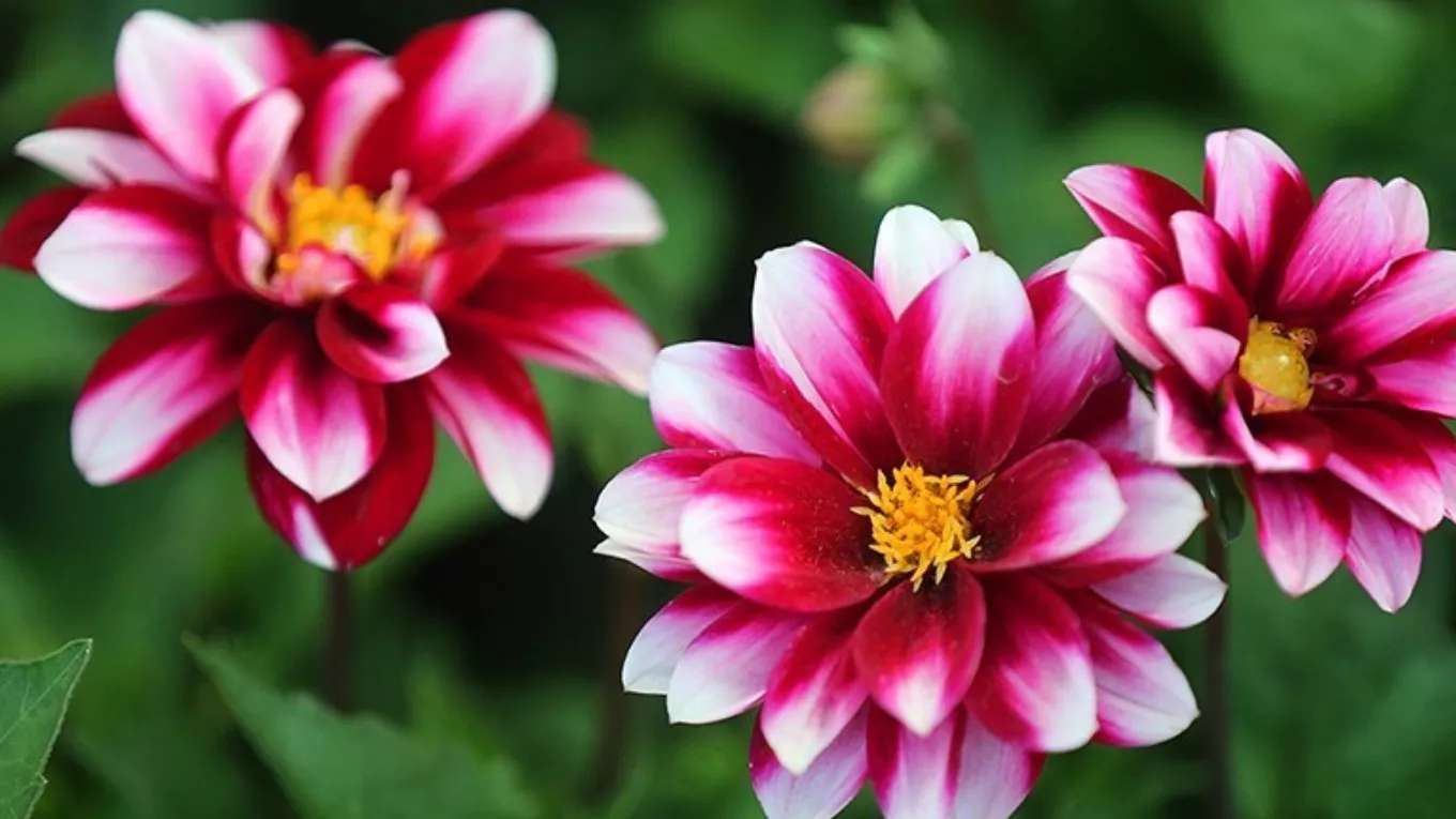 Fadak flowers and plants in the neighborhoods