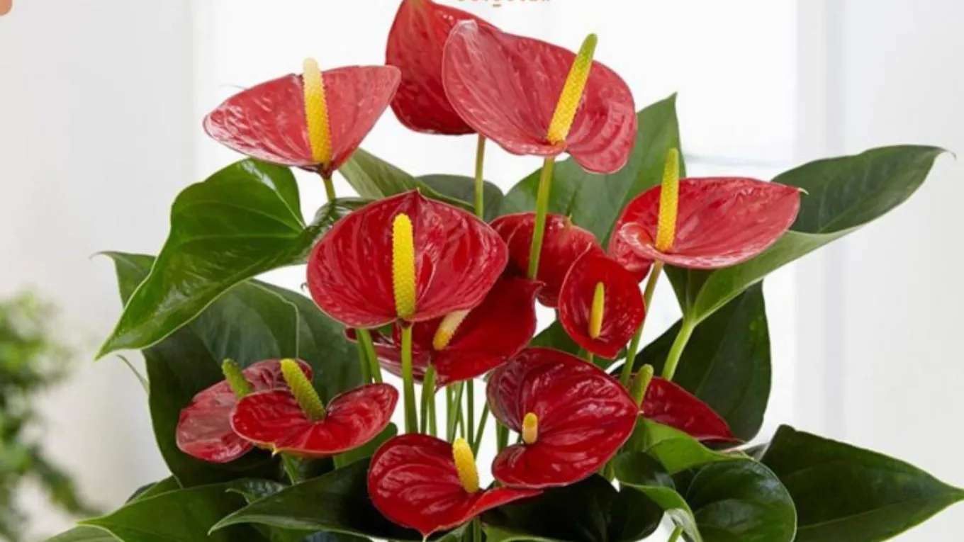 Fadak flowers and plants in the neighborhoods