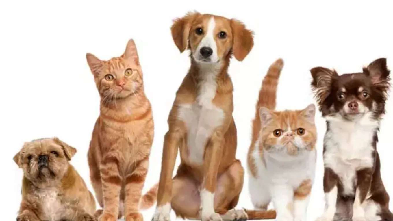 Chekauk Animal Medical Clinic