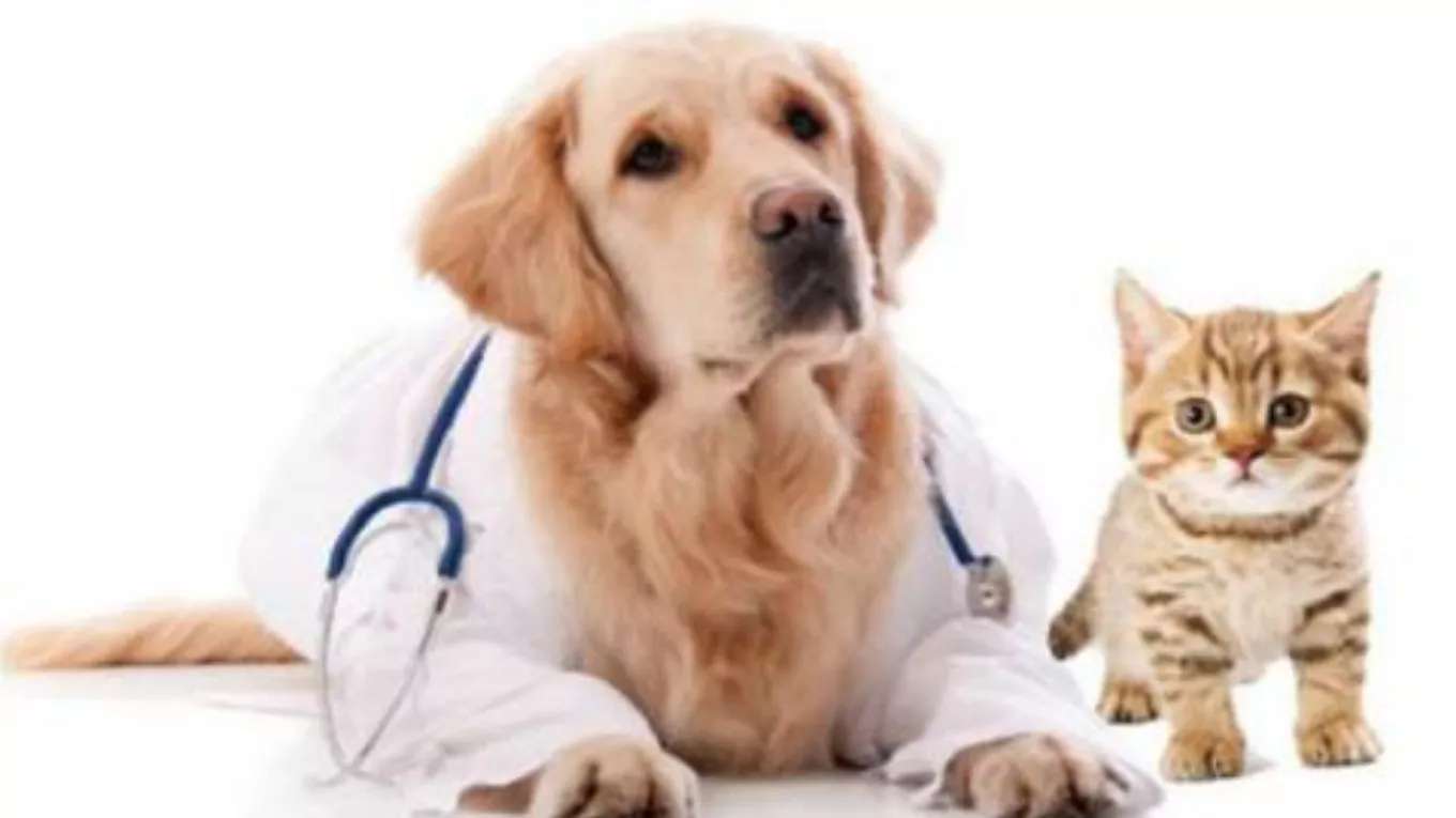 Chekauk Animal Medical Clinic
