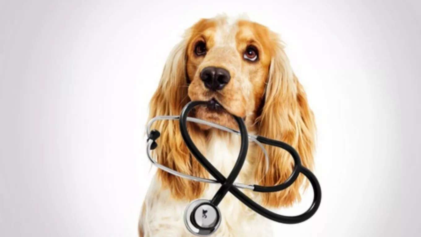 Chekauk Animal Medical Clinic