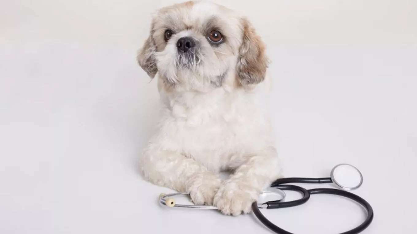 Chekauk Animal Medical Clinic