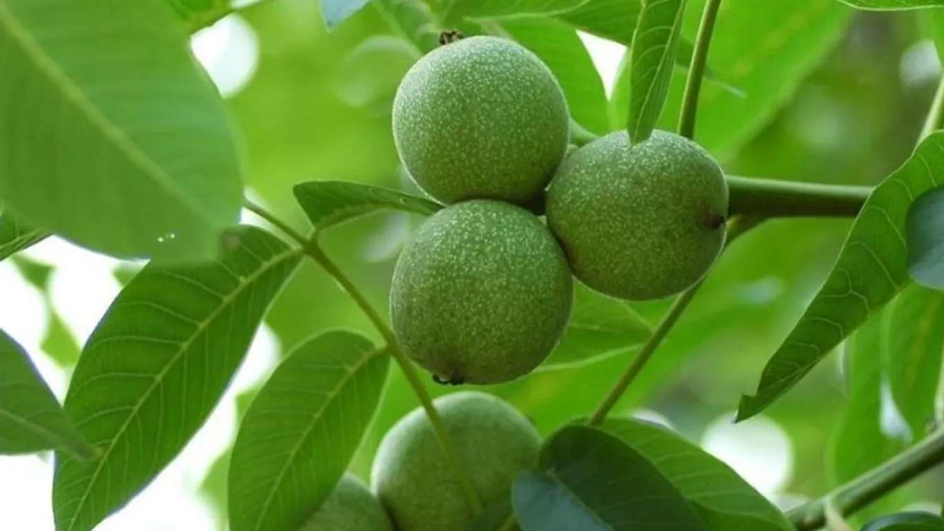 New Iran Walnut Nursery