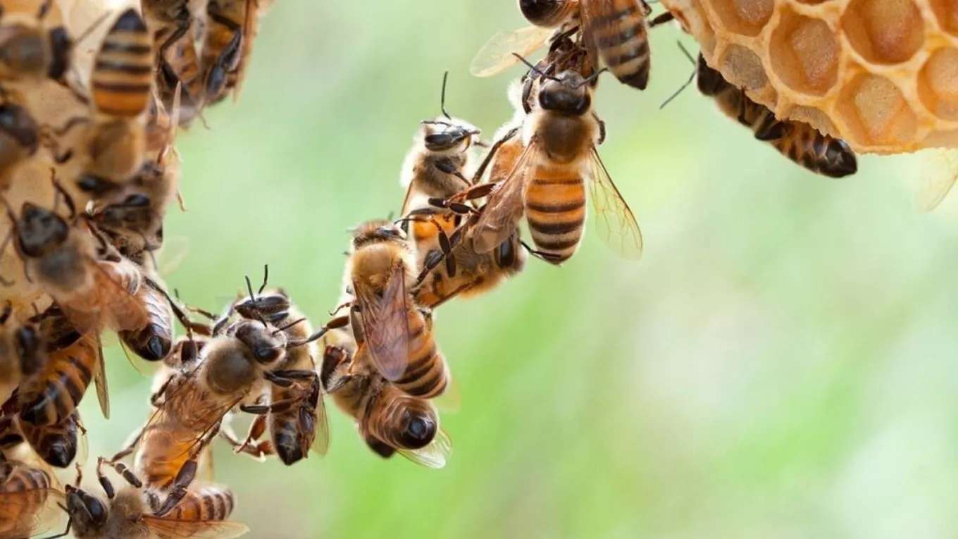 Breeding honey bees and queens