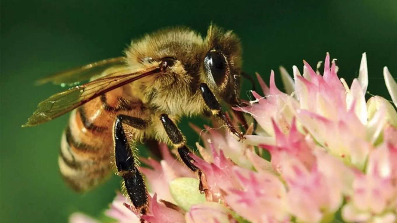 Breeding honey bees and queens